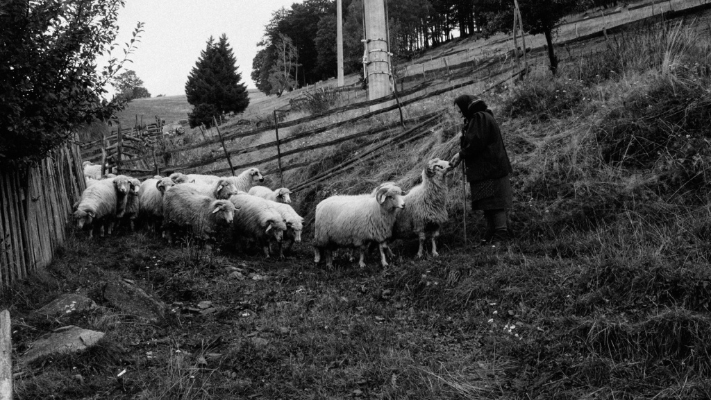 Part of a series on shepherds in the Carpathians.